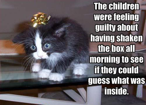 funny pic picture lol lolcat animal cat meme