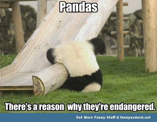 Clumsy-Panda.jpg