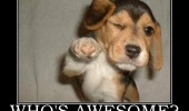 dog awesome animal meme funny pics pictures pic picture image photo images photos lol