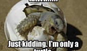 turtle egg animal meme funny pics pictures pic picture image photo images photos lol