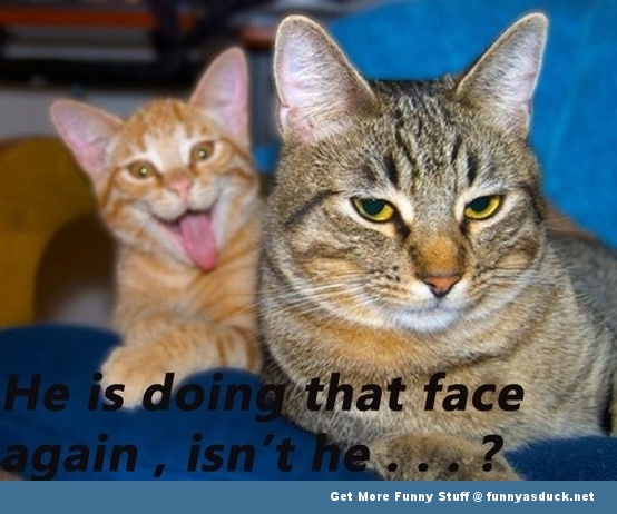 cat animal lolcat face funny pics pictures pic picture image photo ...