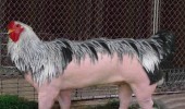 chicken pig wtf animal funny pics pictures pic picture image photo images photos lol