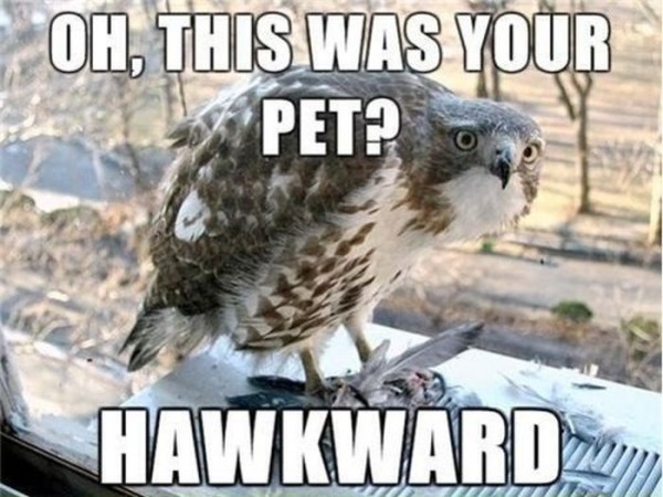 funny-hawk-animal-caption-600x450.jpg