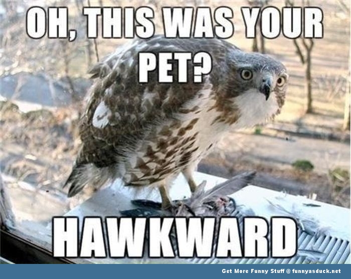 funny-hawk-animal-caption.jpg