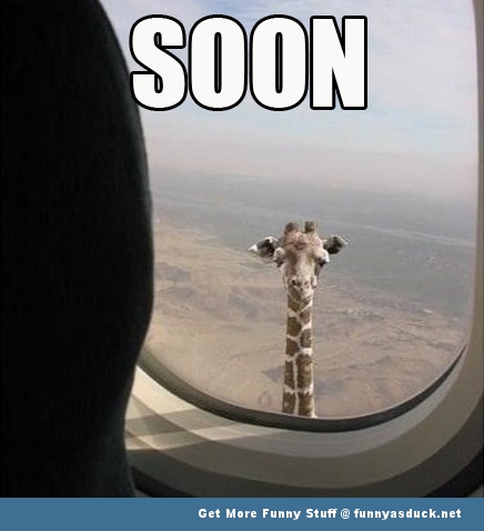 funny-soon-giraffe-animal.jpg