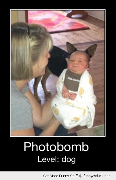 funny-baby-dog-photobomb-pics-01.jpg