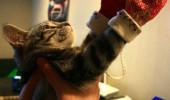 cat kitten lolcat behold mittens funny pics pictures pic picture image photo images photos lol