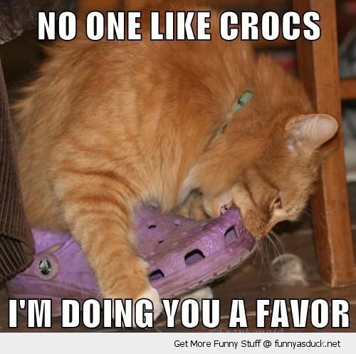 funny-biting-shoes-crocs-cat-pics.jpg