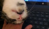 cat lolcat animal see me laptop funny pics pictures pic picture image photo images photos lol