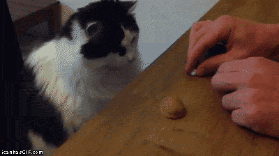 [Image: funny-cat-animated-gif-magic-trick.gif]