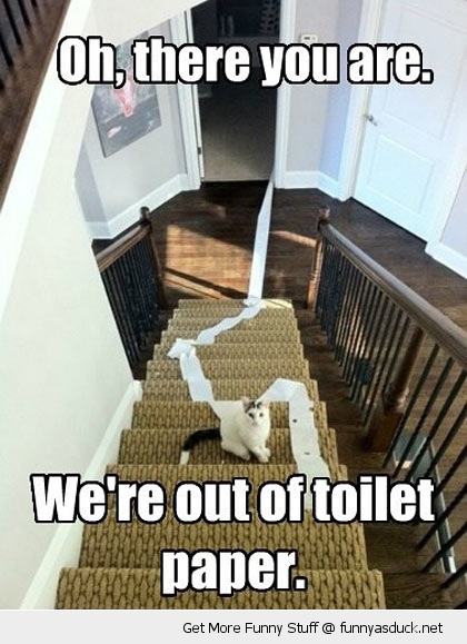 Image result for toilet paper funny