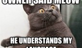 owner said meow cat lolcat animal funny pics pictures pic picture image photo images photos lol