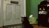 mail post cat lolcat animated gif animal funny pics pictures pic picture image photo images photos lol