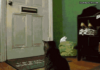 funny-cat-post-mail-animated-gif.gif