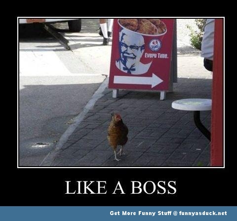 funny-chicken-like-a-boss.jpg