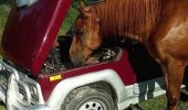 chill out bro horse power car animal funny pics pictures pic picture image photo images photos lol