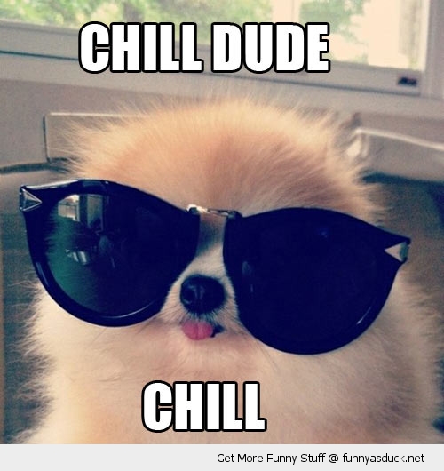 funny-chill-out-dog-sunglasses-pics.jpg