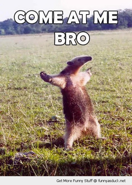 funny-come-at-me-bro-anteater-pics.jpg