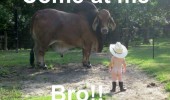 naked kid baby cow cowboy hat come at me animal funny pics pictures pic picture image photo images photos lol