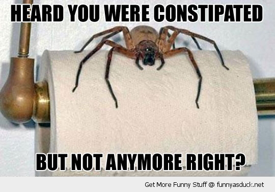 funny-constipated-spider-toilet-roll-pic