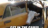 car cow get in animal funny pics pictures pic picture image photo images photos lol
