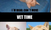 bath time vet dead dog just kidding animal funny pics pictures pic picture image photo images photos lol