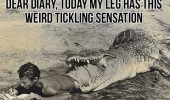 crocodile dear diary man eaten animal funny pics pictures pic picture image photo images photos lol