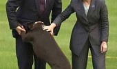 bill Hilary clinton dog monica animal funny pics pictures pic picture image photo images photos lol