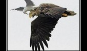 excuse me sir jesus christ seagull birds animals funny pics pictures pic picture image photo images photos lol