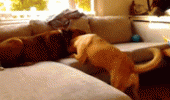 unlucky dog fighting animals sofa animated gif funny pics pictures pic picture image photo images photos lol