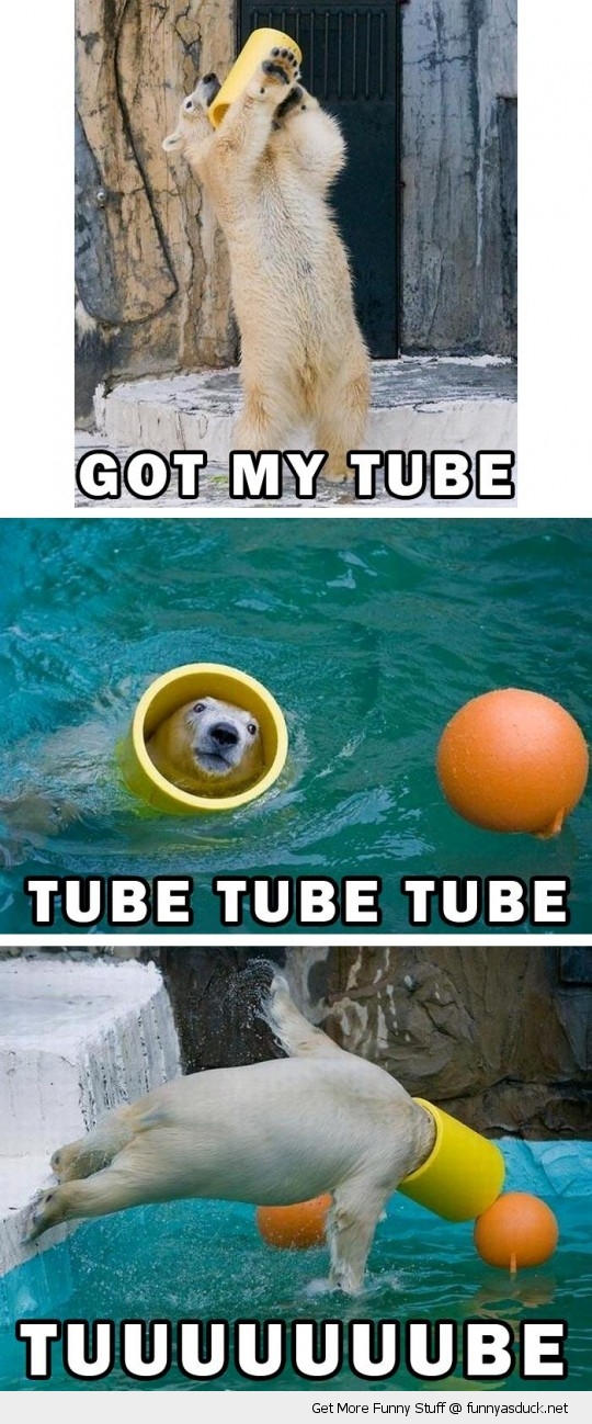 tube polar bear playing toy zoo animal funny pics pictures pic picture ... tube polar bear playing toy zoo animal funny pics pictures pic picture ...