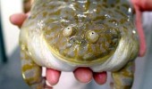 toad frog animal high lick back funny pics pictures pic picture image photo images photos lol