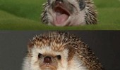 lol serious hedgehog animal cute funny pics pictures pic picture image photo images photos lol