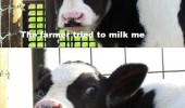 farmer milked me once cow animal crazy mad funny pics pictures pic picture image photo images photos lol