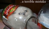 cat in jar animal lolcat stuck terrible mistake funny pics pictures pic picture image photo images photos lol