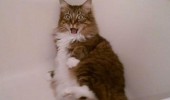 naked cat in bath dont look lolcat animal funny pics pictures pic picture image photo images photos lol