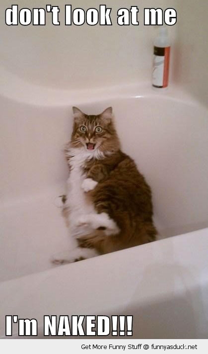 funny-naked-cat-in-bath-dont-look-pics.jpg