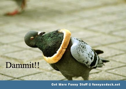 [Image: funny-pigeon-pics.jpg]