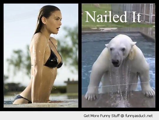 funny-polar-bear-nailed-it-pics.jpg