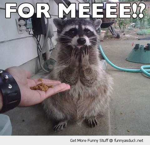 funny-racoon-for-me-happy-pics.jpg
