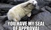 seal of approval animal ocean funny pics pictures pic picture image photo images photos lol