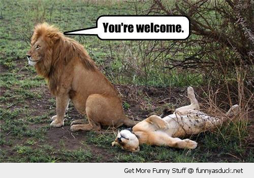 funny-sex-youre-welcom-lion-pics.jpg