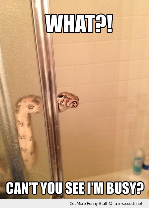 Shower Snake