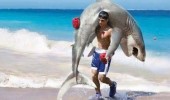boxed a shark won boxer beach angry funny pics pictures pic picture image photo images photos lol