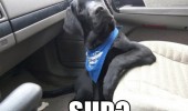 sup dog animal car funny pics pictures pic picture image photo images photos lol
