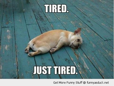 Tired Dog Meme