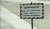 trigger happy big pigeon tv scene chasing man funny pics pictures pic picture image photo images photos lol
