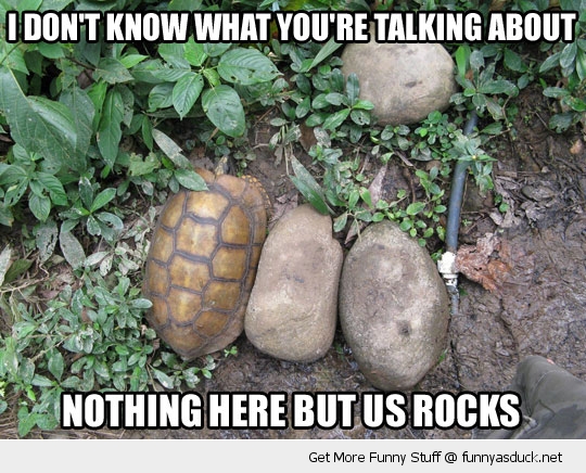 turtle rock hiding animal funny pics pictures pic picture image photo images photos lol