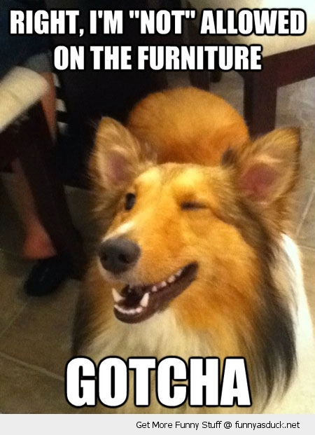 funny-winking-dog-furniture-gatcha-pics.