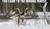 wrong forest bird animal knife funny pics pictures pic picture image photo images photos lol